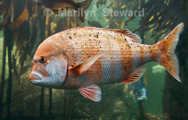 Red stubnose in kelp forest - Exhibition acceptances