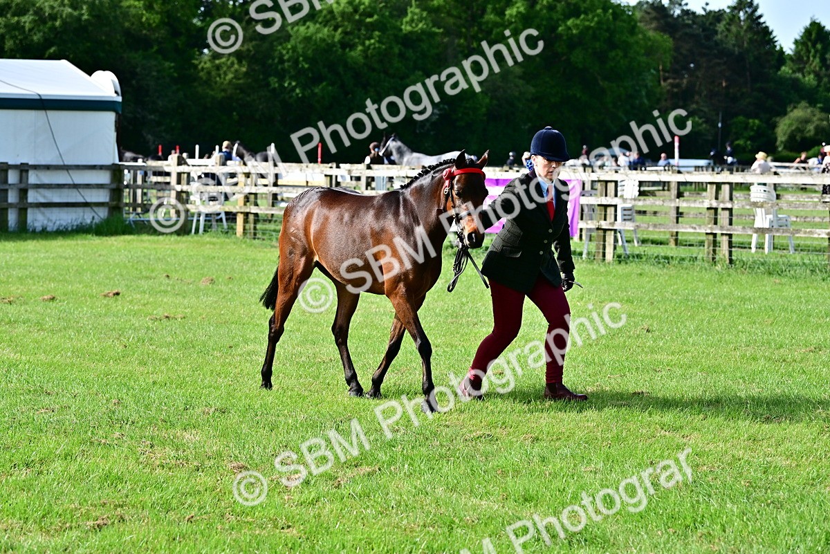 SBM_00956 - Class 46-49 - Arab and Part Bed-Anglo Arab In Hand