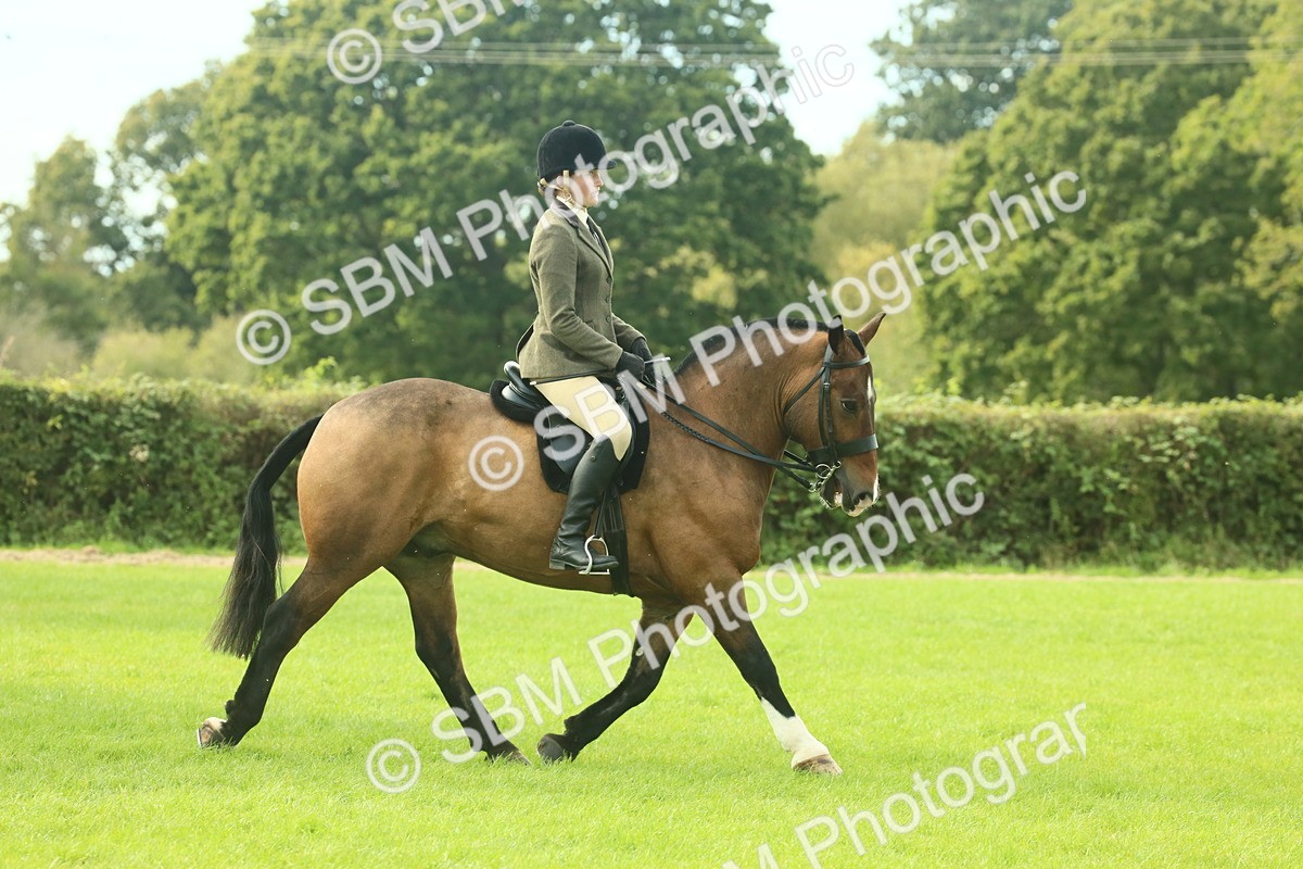 SBM_68210 - S58 - Mini Show Cob Ridden