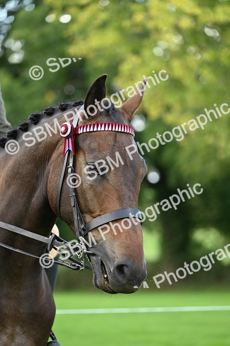 SBM_02077 - S2 - TSR Ridden Horse Showing