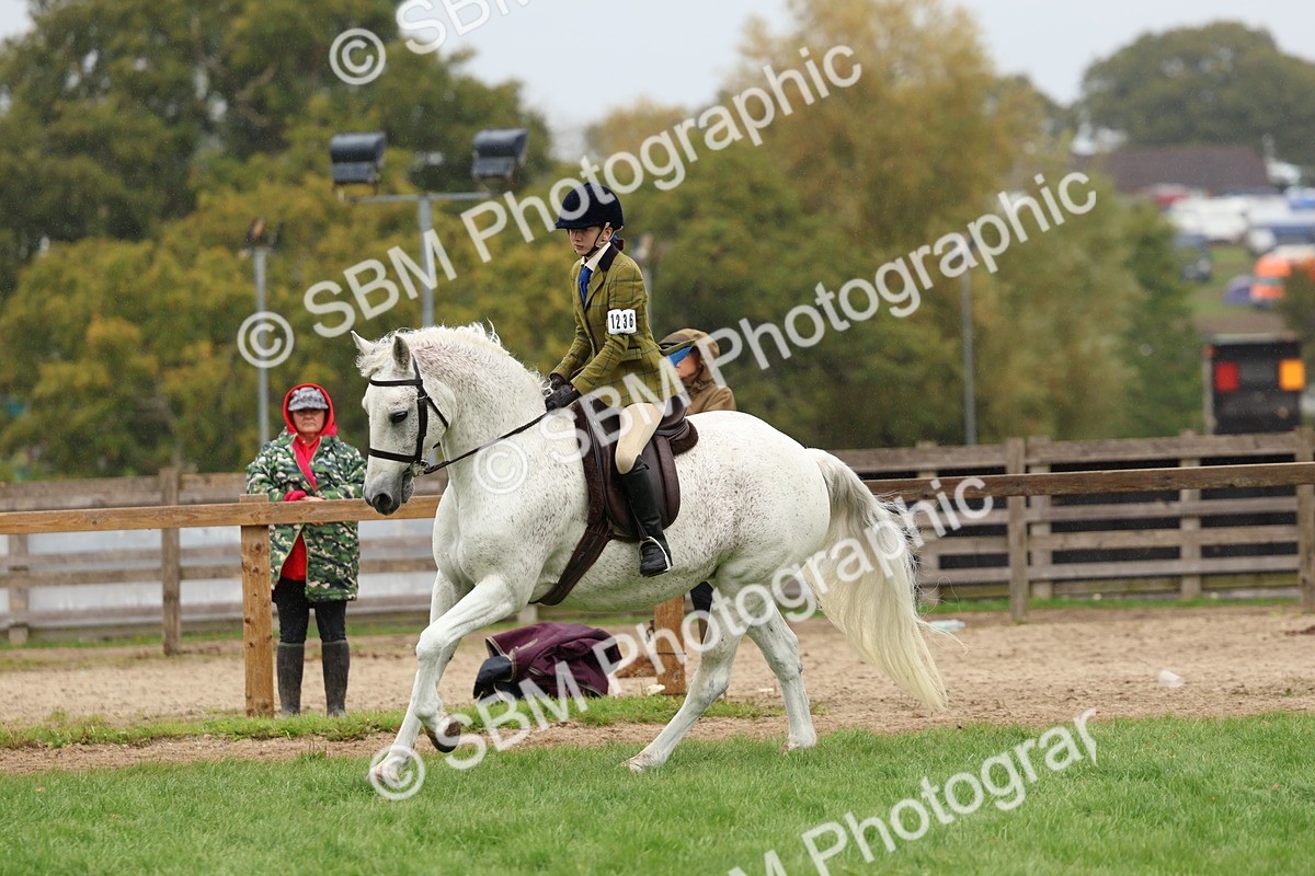 SBM_69605 - S62 - Mountain & Moorland Ridden Large Breeds