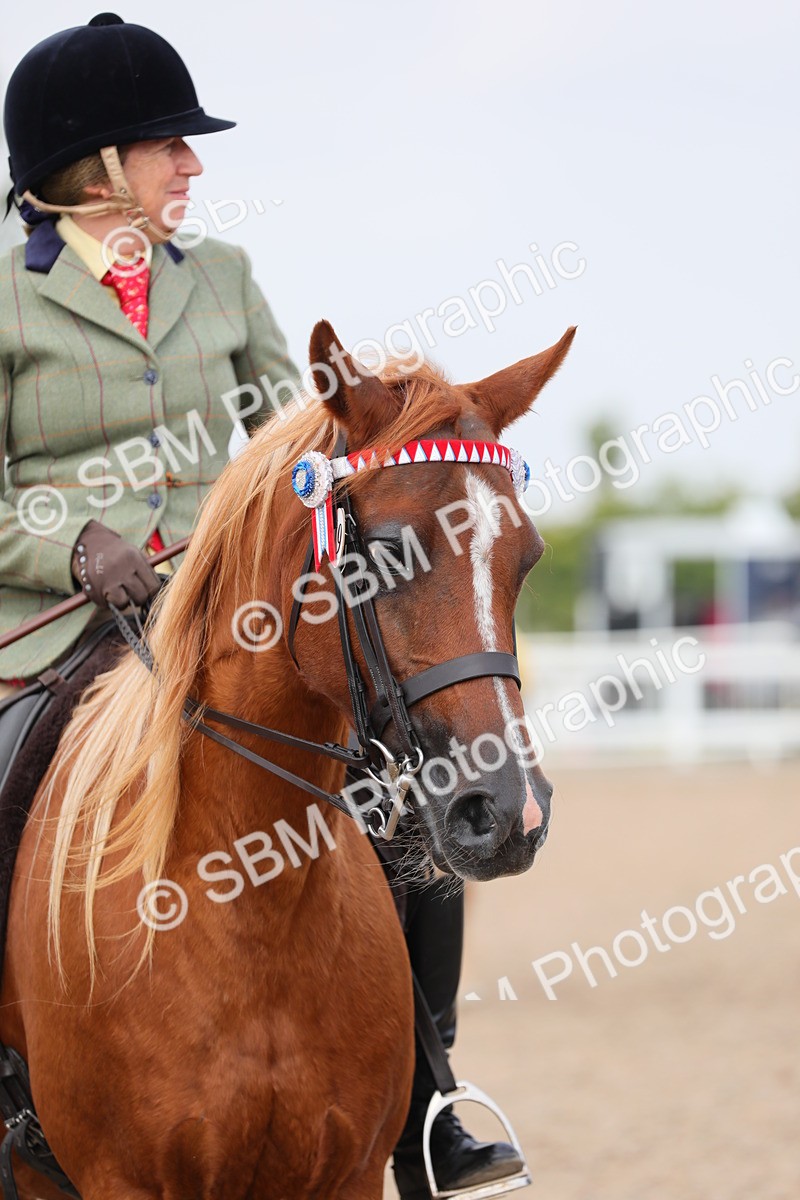 SBM_11471 - Class 305 Ridden Foreign Breeds- Pure Bred