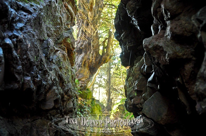 View of Yew Tree through rock walls. from Autumn Forest of Dean and Wye Valley Portfolio by Tina Dorner Photography