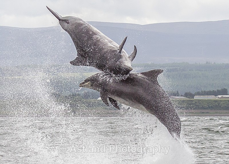 Astland Photography, Bird and Wildlife Images, Susan and Peter Wilson, U.K.