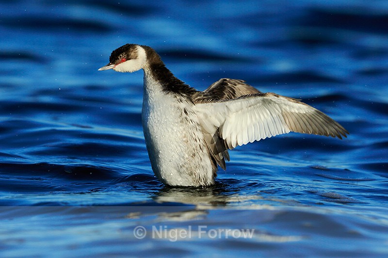 Slavonian Grebe flapping its wings, Farmoor Reservoir - Slavonian Grebe
