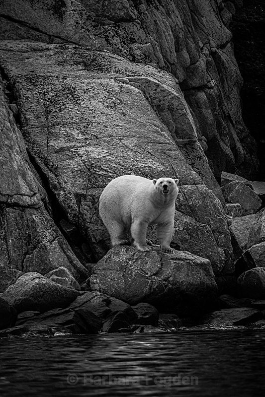 Polar bear  8016 - Trip with MS Expedition August 2016