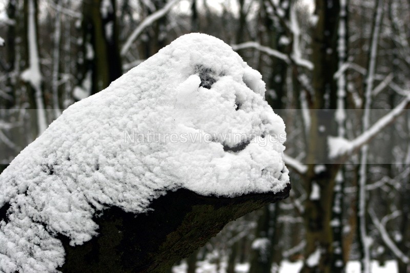 Snow Grump - Landscape