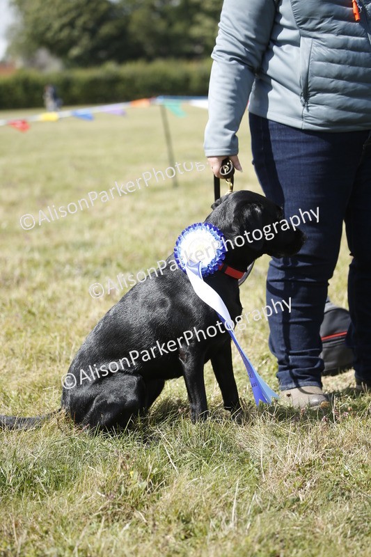 20250831-3718 - Dog Show