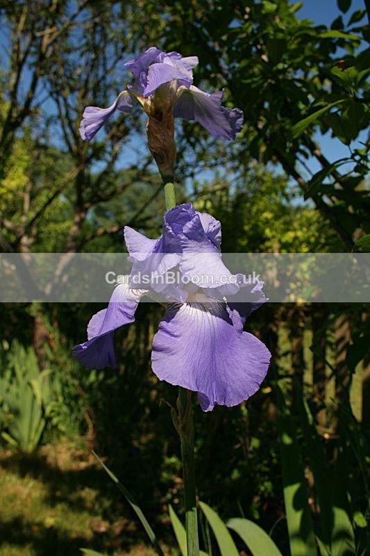 Iris 1009 - IRISES