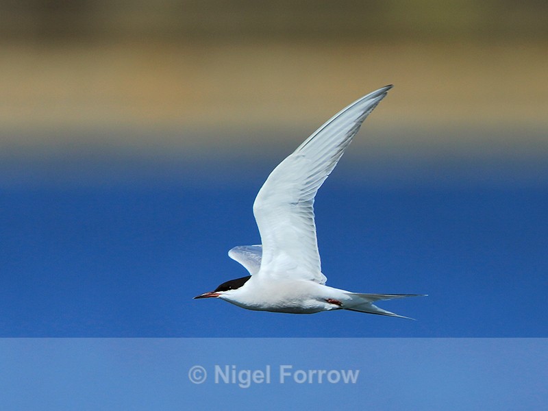Common Tern in flight at Farmoor - Common Tern