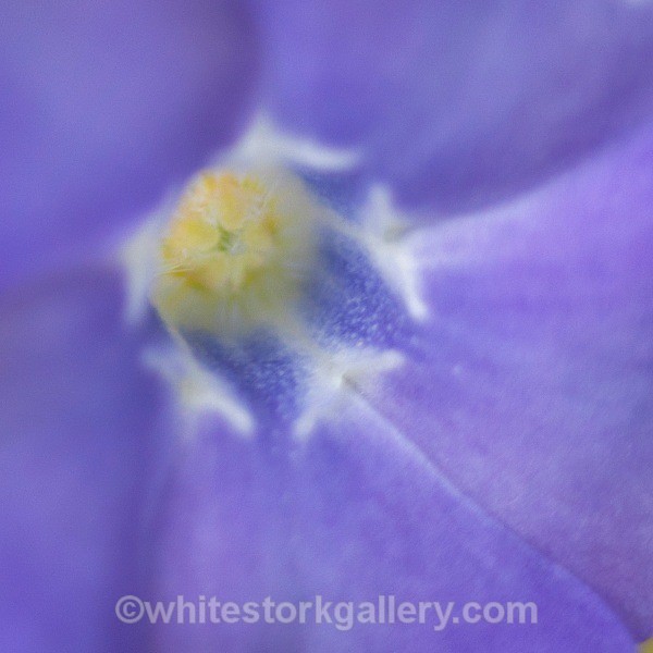 Crocus - Up Close !