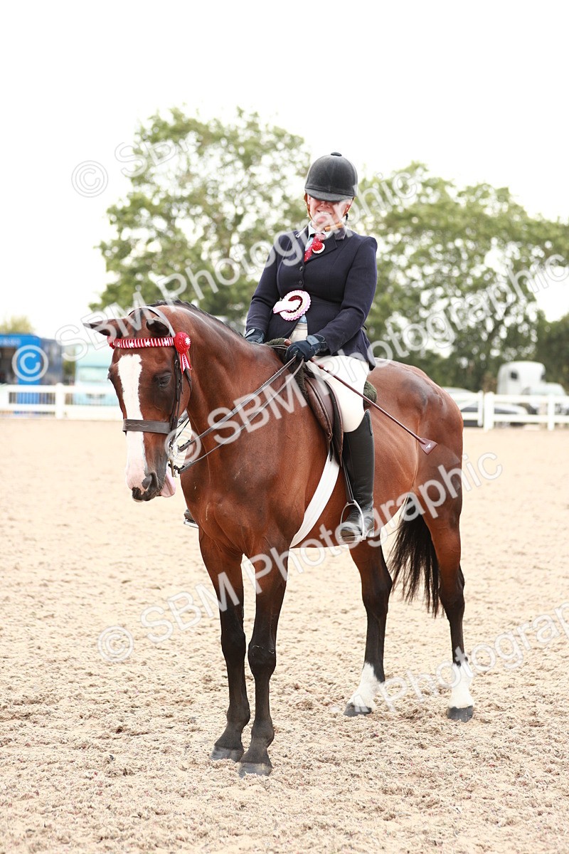 SBM_17639 - Class 215 Ridden Hack/ Riding Horse