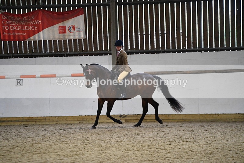 WJ5_8931 - Class 15 Ridden Show Horse