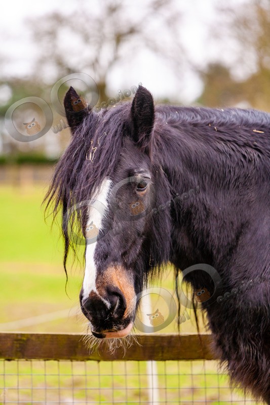 Black horse_1388 83 - Pet Photography