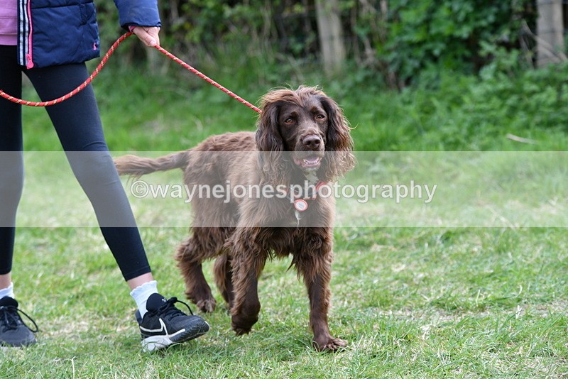 WJ5_9483 - Class 3 Most Handsome Dog