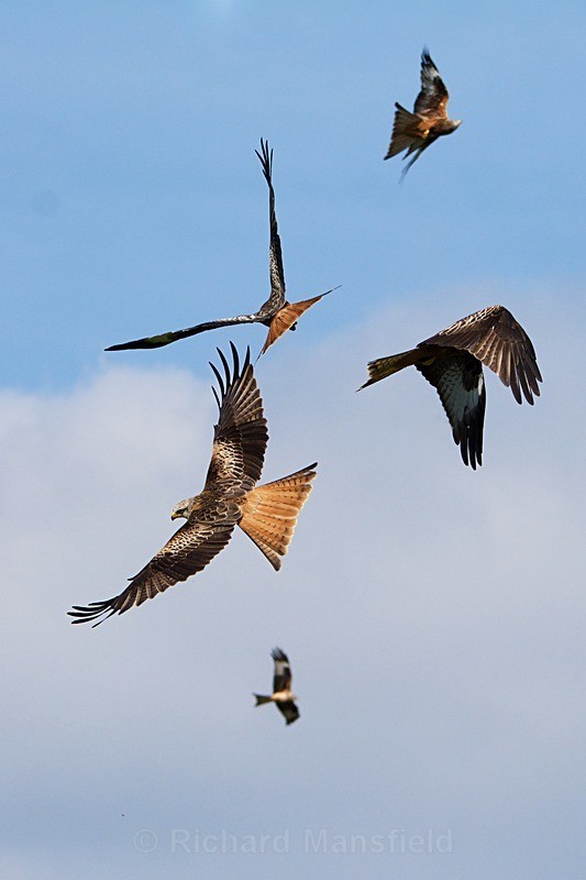  - Red Kites