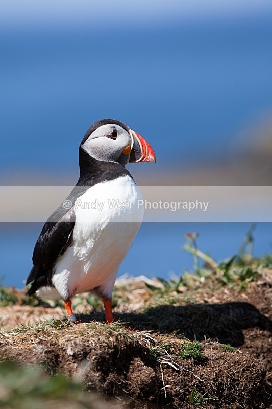 20120531-_MG_0004 - Puffin