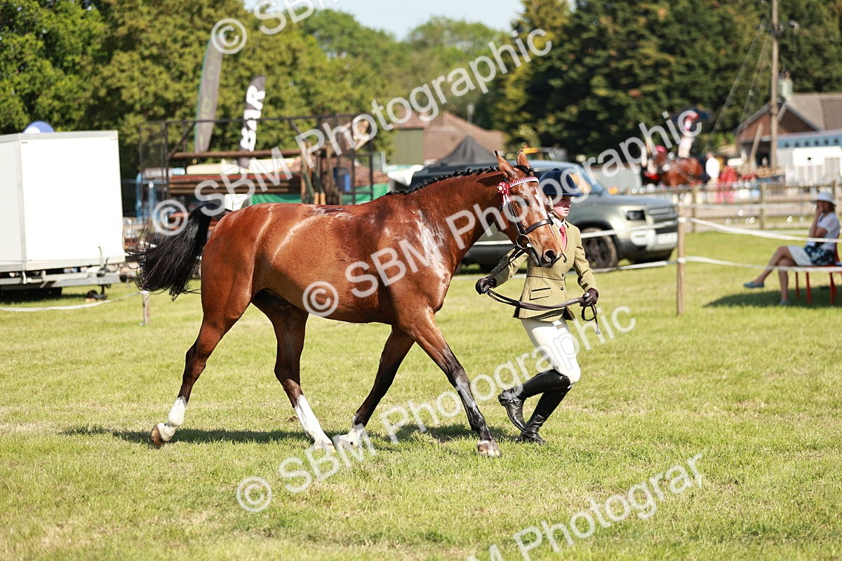 SBM_18934 - Class 114 - RIHS & SEIB Open Working Show Horse