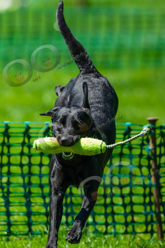 Black Labrador_6175 - Pet Photography