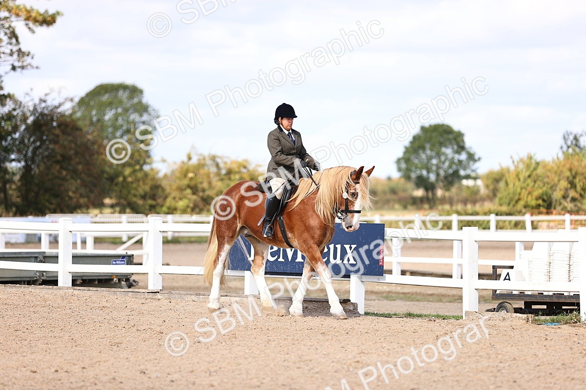SBM_14355 - Class 412 - Handsomest Gelding (IH or Ridden)Adult