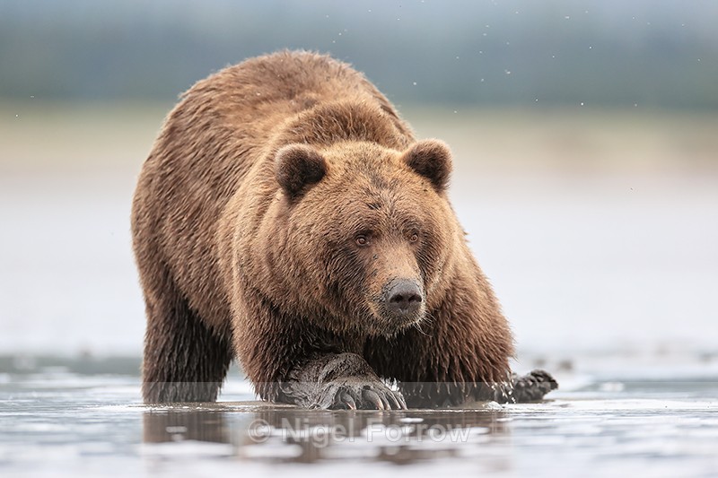 Grizzly Bear looks up while clamming, Silver Salmon Creek, Alaska - Brown Bear
