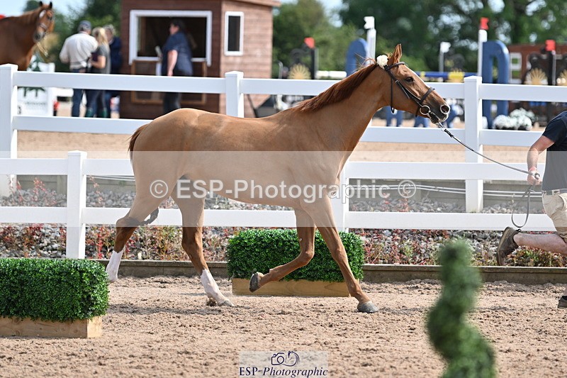 240717A-161024-03333 - Trot Up 4pm to 5pm