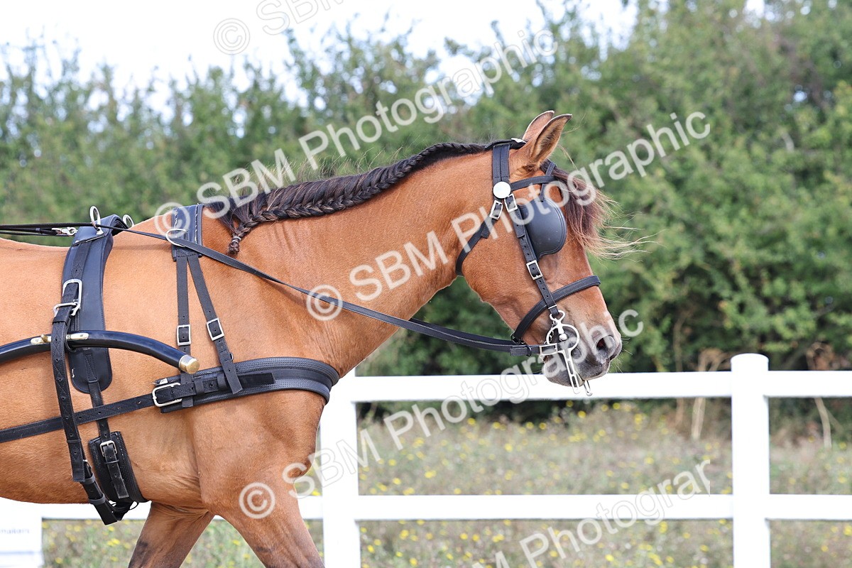 SBM_000868 - Class 8 - Novice Horse or Pony to any vehicle