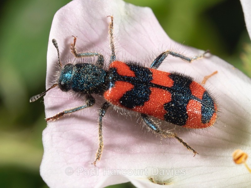 Checkered beetle (Trichodes alvearius - Ten Metres from Home 2021