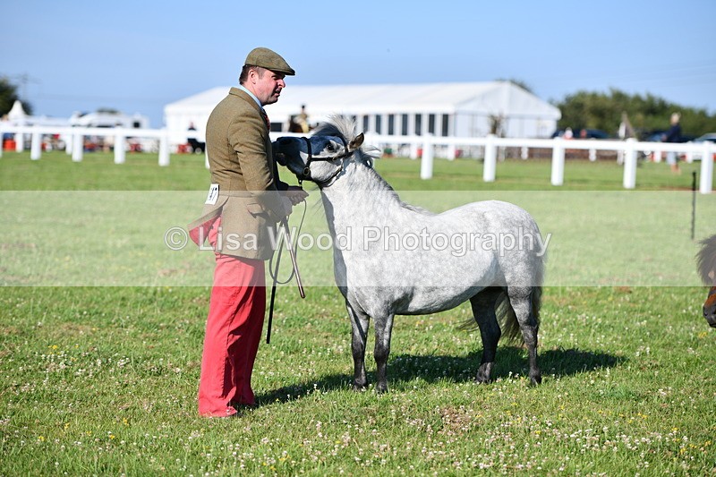 DSC_5583 - Class 49: NPS Shetland Youngstock
