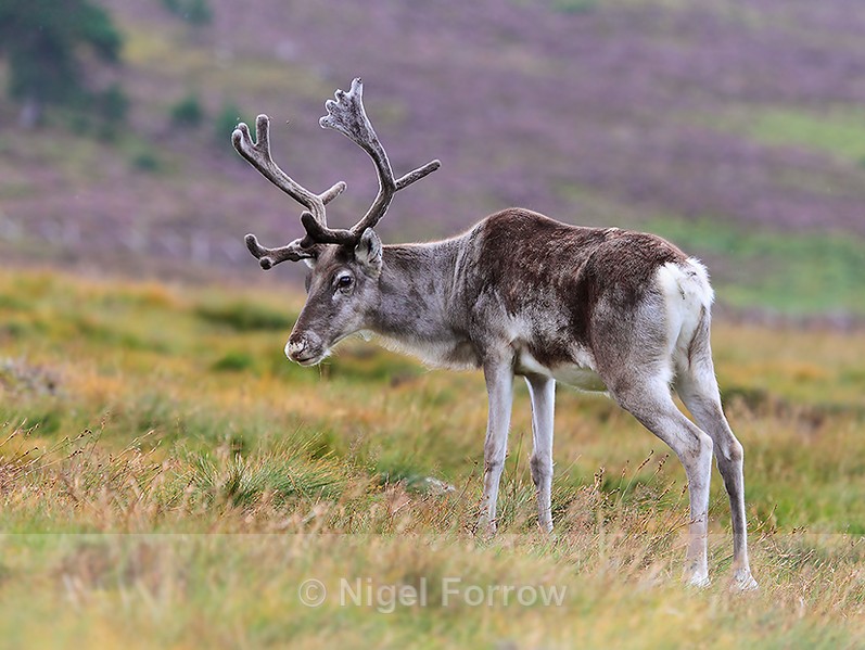 Reindeer with purple heather backgound - Reindeer