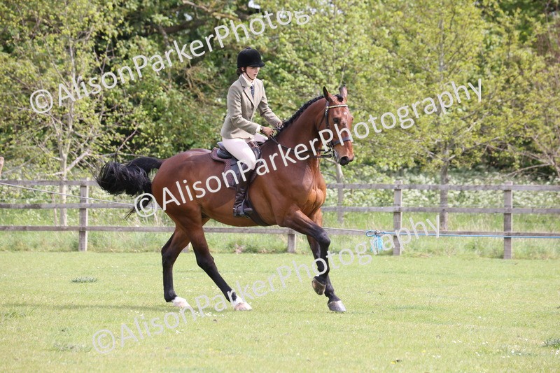 20260426-4348 - Class 34 - Best Riding Horse Over 14.2hh