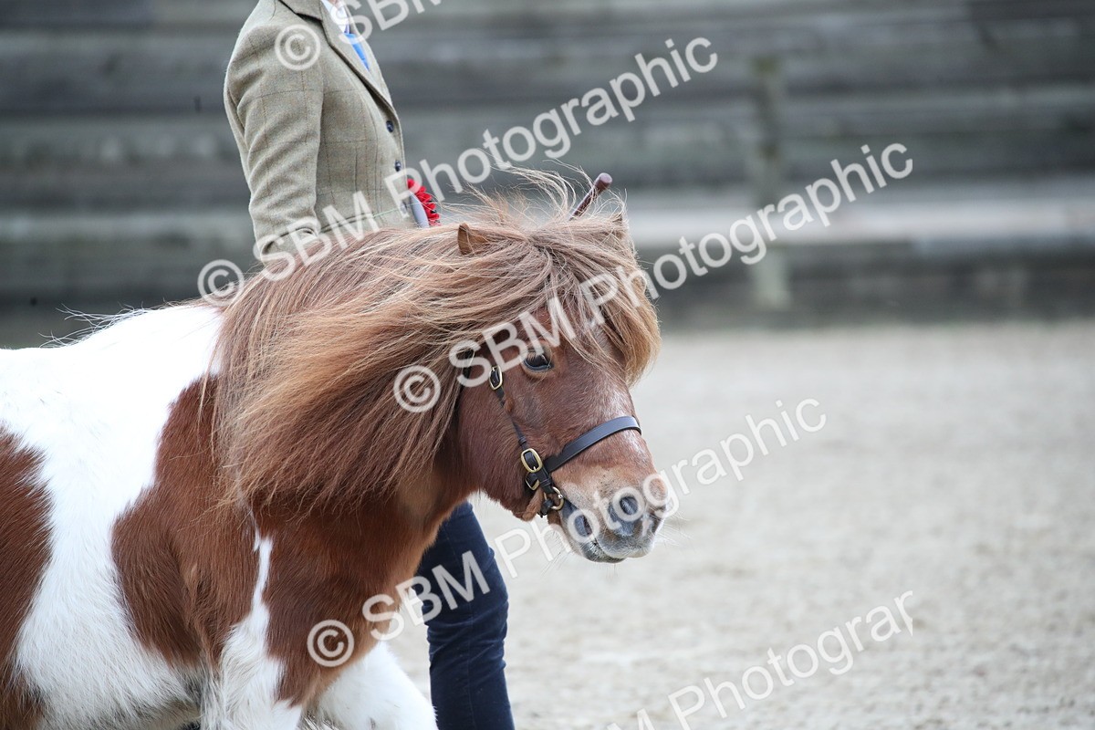 SBM_004065 - Class 1-4 - Young Stock classes Inc. In Hand Championship