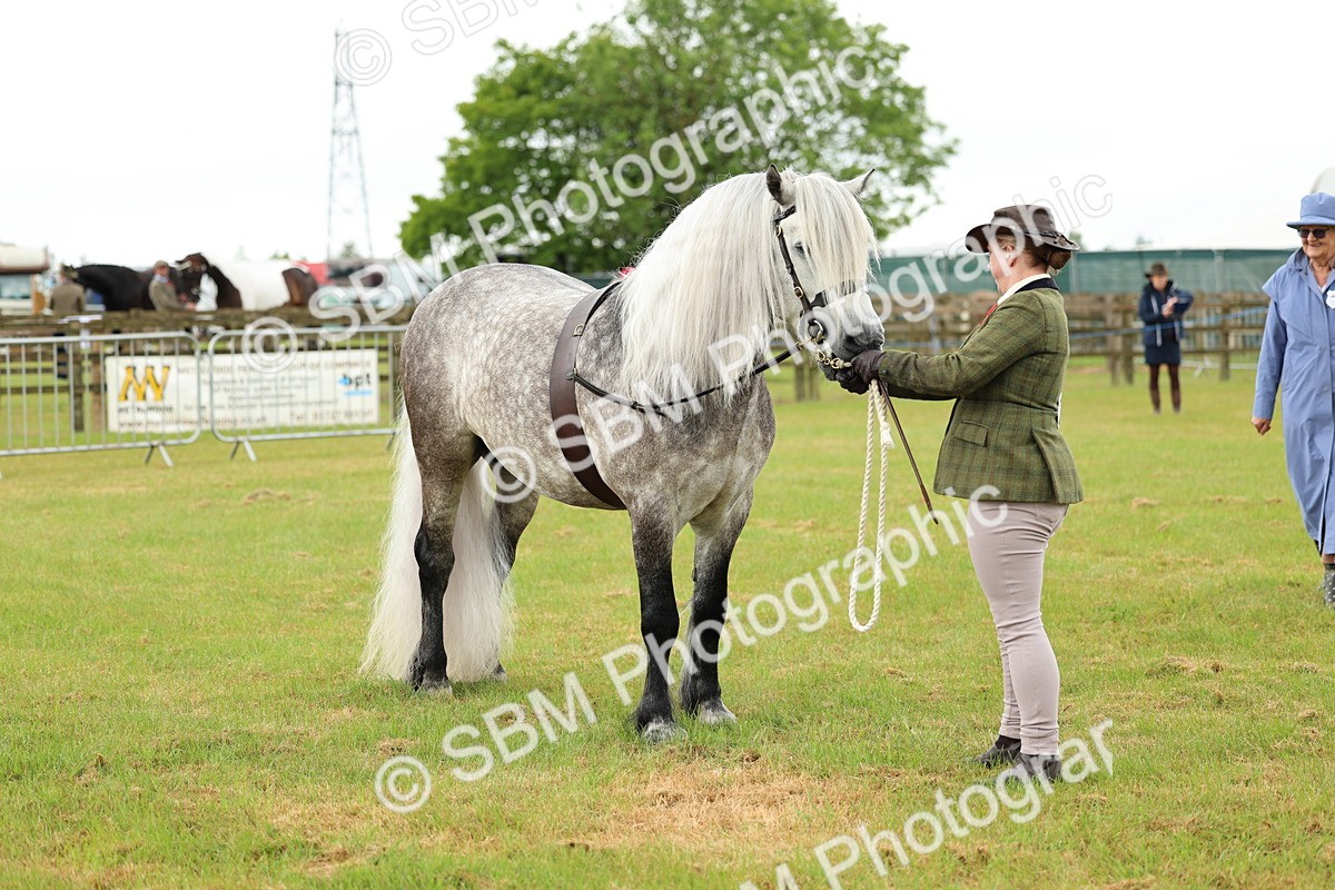 SBM_00499 - Class 58-67 - M&M Non Welsh Pony In hand