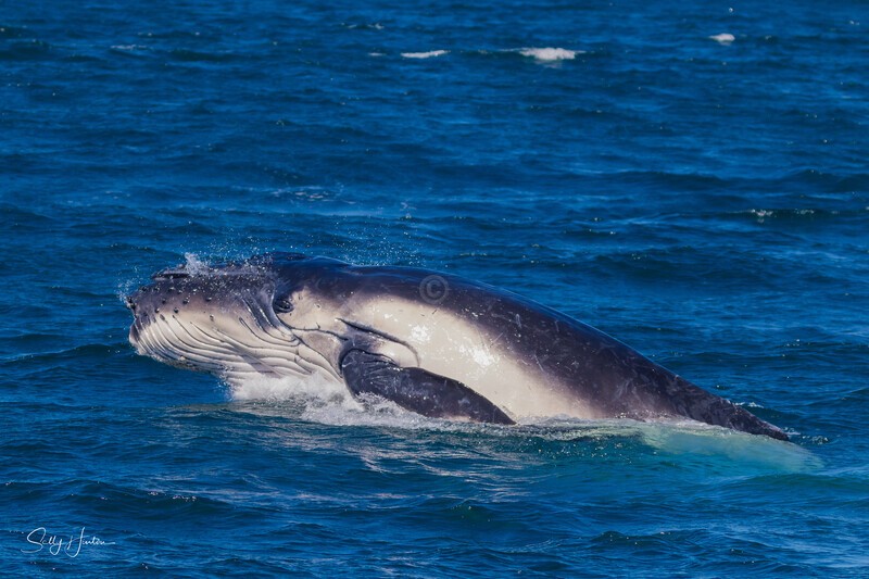 Humpback Calf head-lunge 9. 0A3A9471 - 2025 Whales