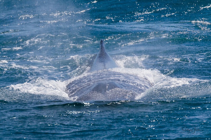 Massive Escort 0A3A6387 - Humpback Whales