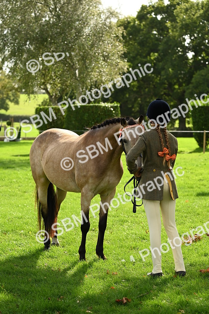 SBM_25034 - S5 - Novice & Newcomer In hand