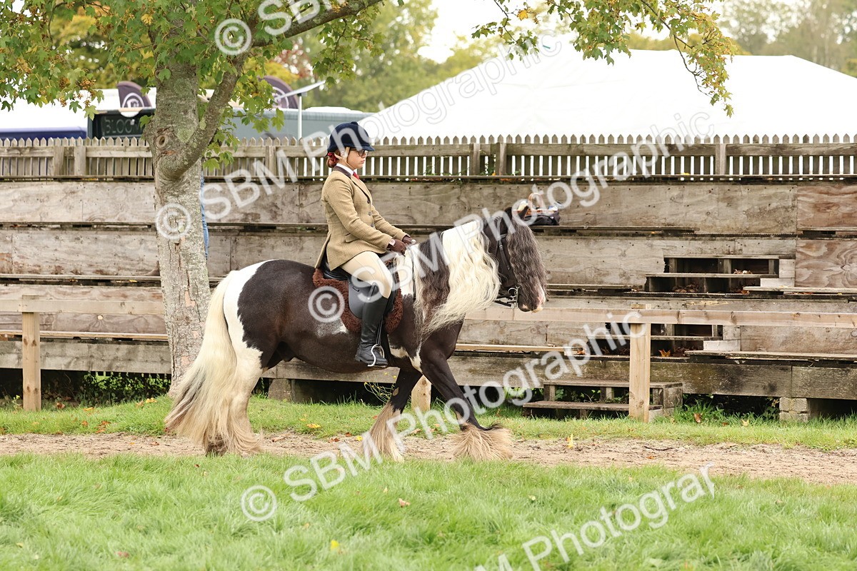SBM_59841 - S36 - Rehabiliated Rescue Horse & Pony In Hand & Ridden