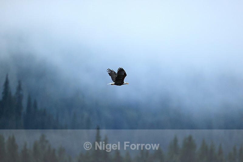 Bald Eagle flying, misty morning, Silver Salmon Creek, Alaska - Bald Eagle