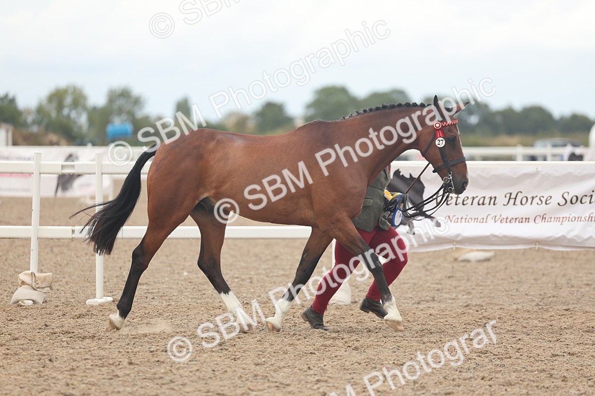 SBM_07962 - Class 28 - IH Veteran Horse