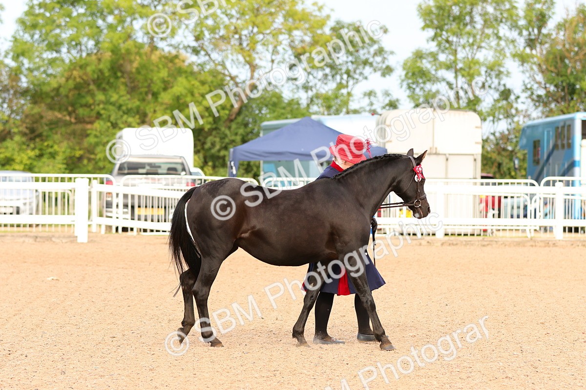 SBM_16584 - Class 702 - IH Show Horse - Pony