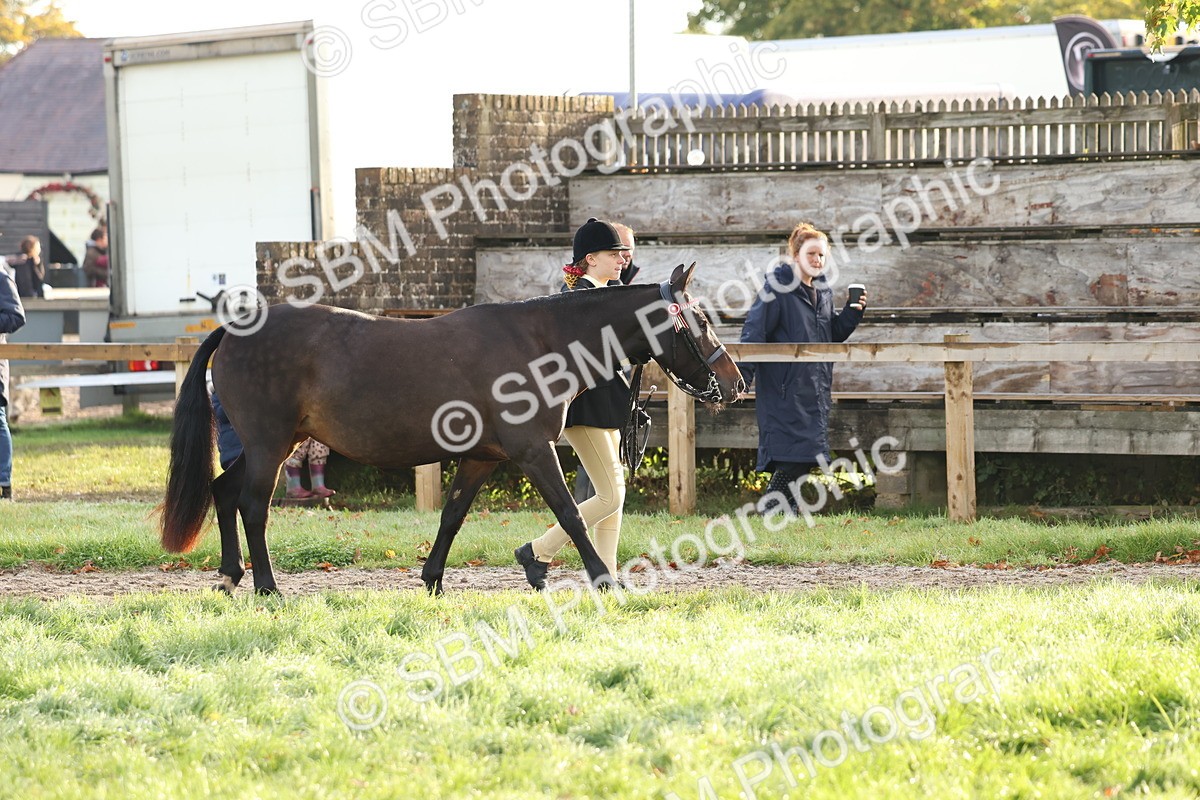 SBM_54743 - S39 - Starters In Hand Showing