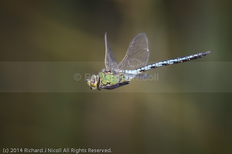 Emperor Dragonfly (Anax imperator) male in flight - Emperor Dragonfly (Anax imperator)