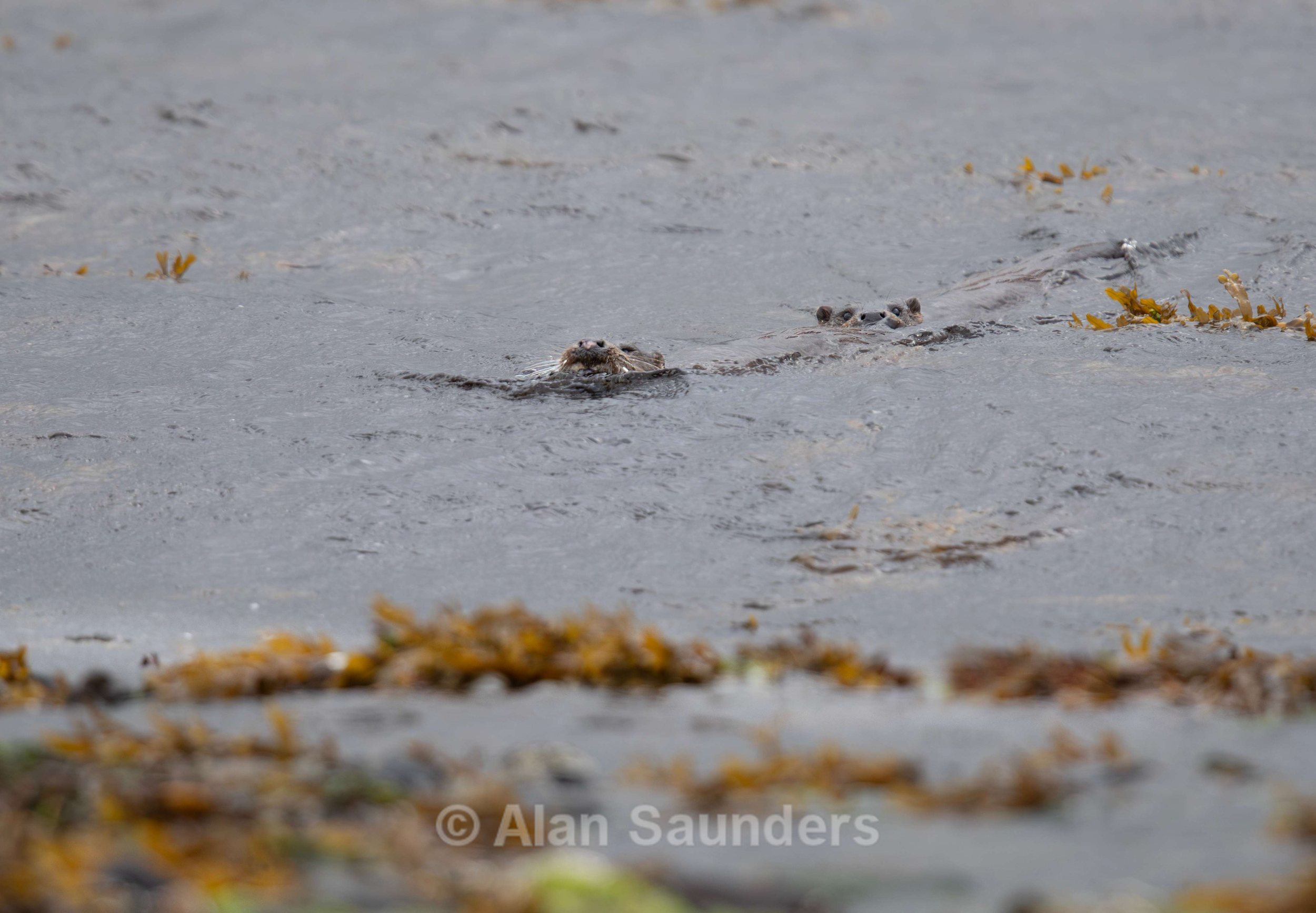 Eurasian Otter 61