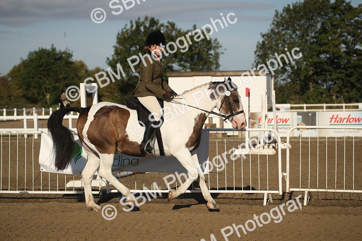 SBM_11506 - Class 502 - Riding Club Horse