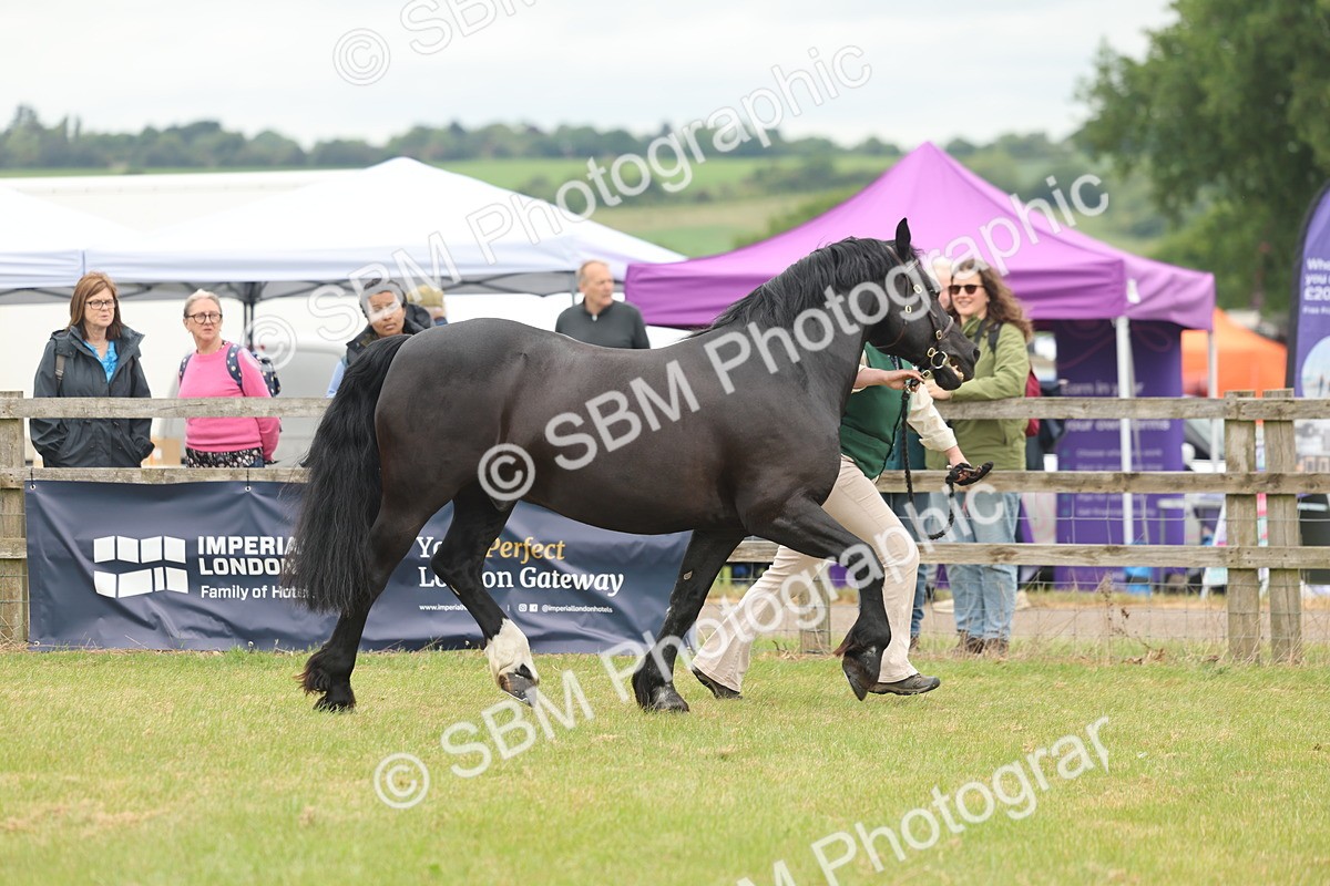 SBM_04866 - Class 50-57 - M&M Welsh Pony In Hand