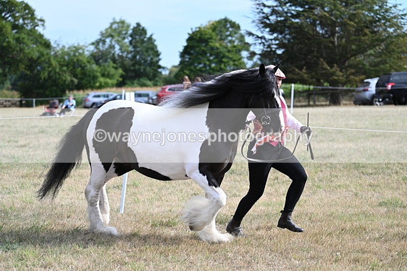 WJ7_8116 - In-hand Championship