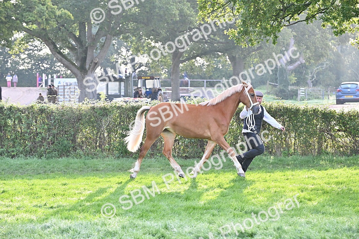 SBM_55294 - S44 - Youngstock In Hand