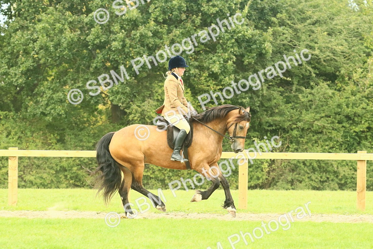 SBM_71899 - S60 - Mountain & Moorland Ridden Large Breeds
