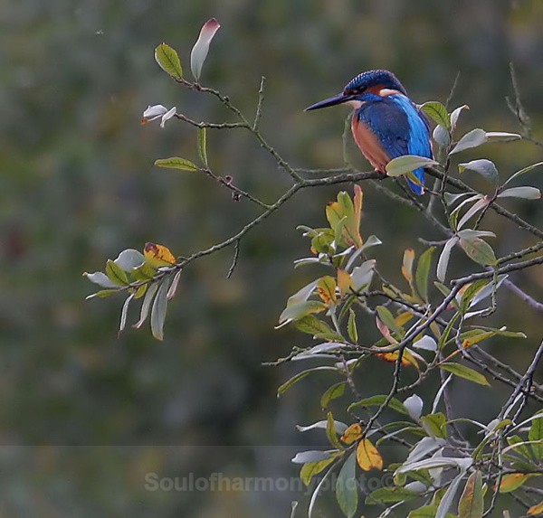 King Fisher - Wildlife Wildlife