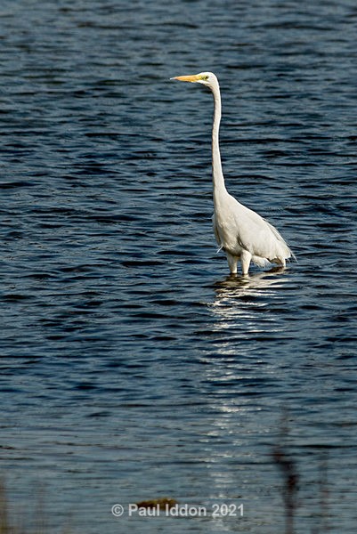 egret09 - Nature - Birds and Wildlife